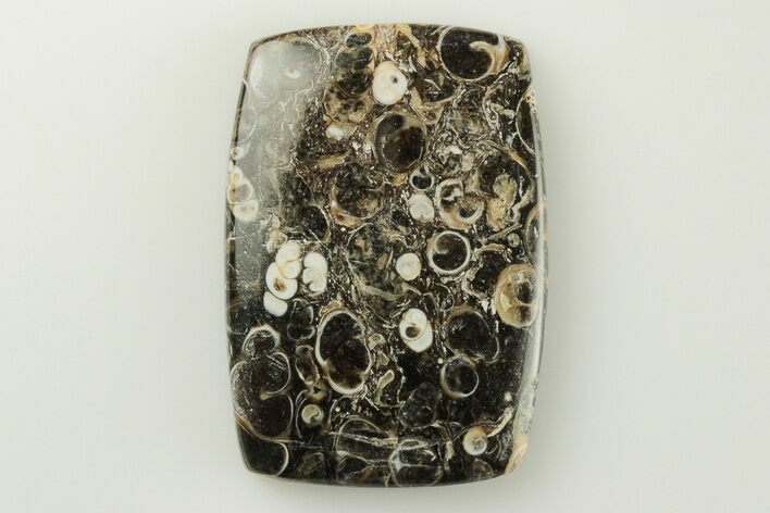 Polished Fossil Turritella Agate Cabochon - Wyoming #195214